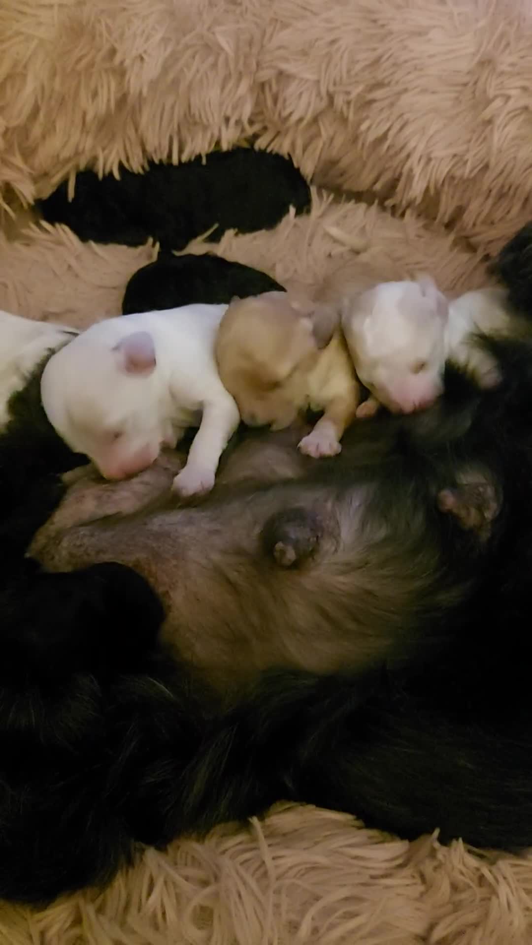 Cockapoo dogs for sale: F1b cockerpoo puppies - Video 2