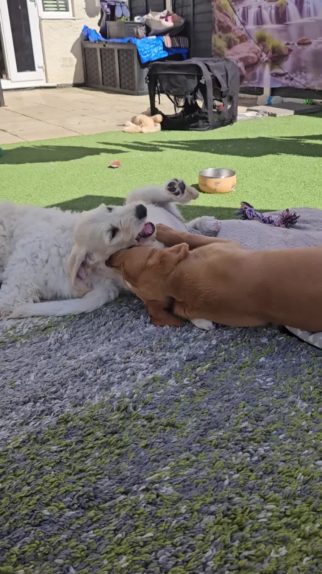 Double Doodle dogs for sale: Double Doodle Puppies (Hypoallergenic) - Video 2