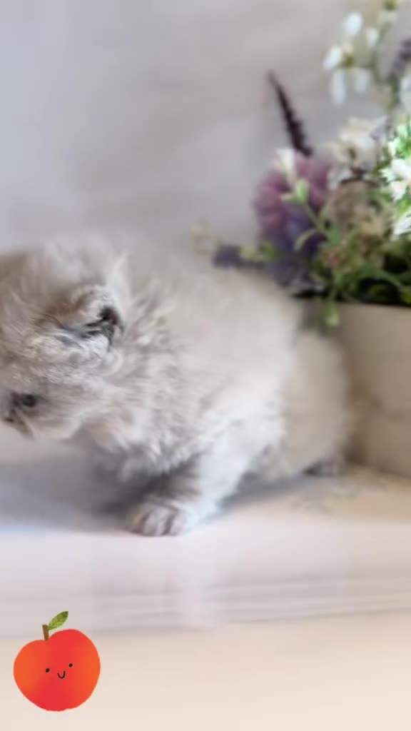 British Longhair cats for sale: 🎀BRITISH LONGHAIR GIRLS🎀 - Video 1