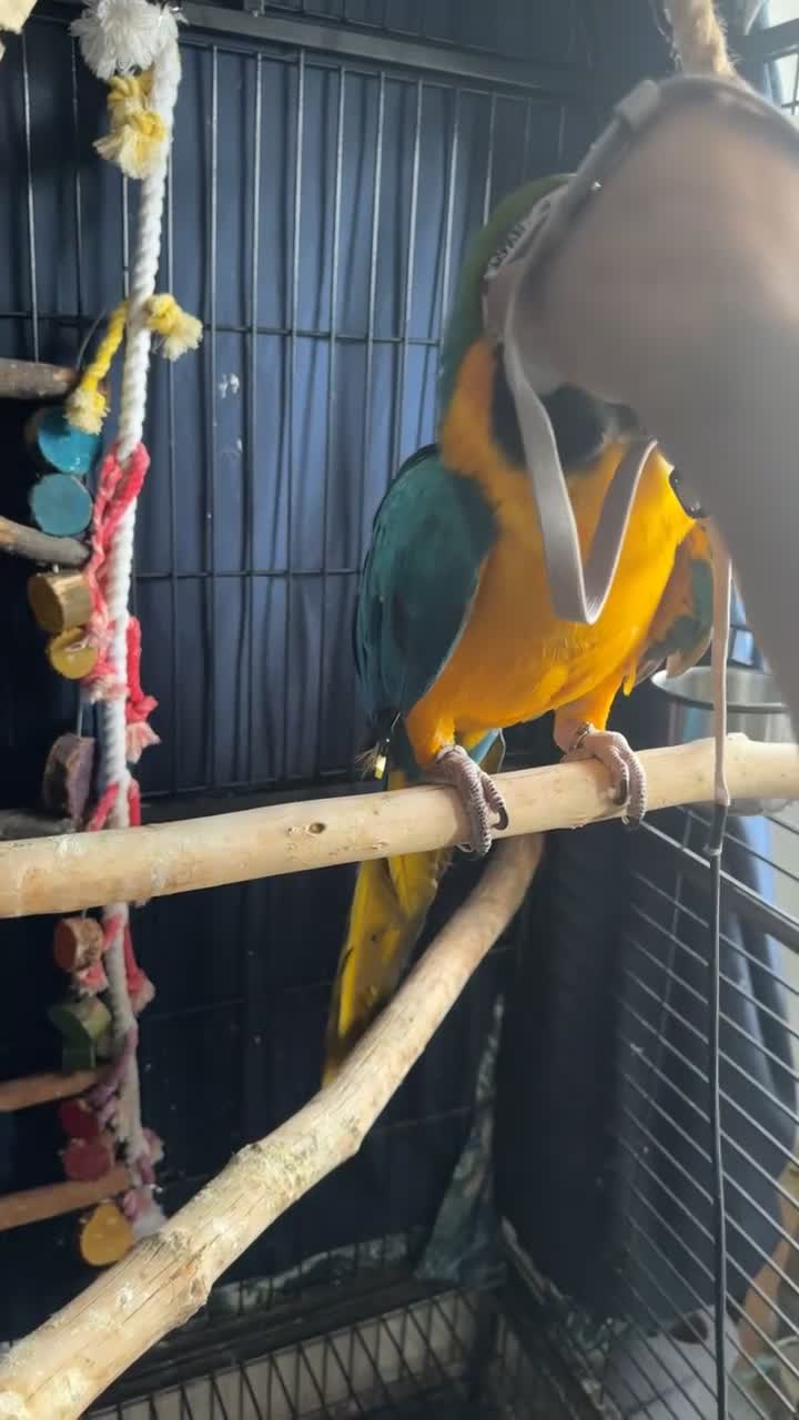 Macaws birds for sale: Blue & Gold Macaw – 12 Months Old Hand-Reared - Video 1