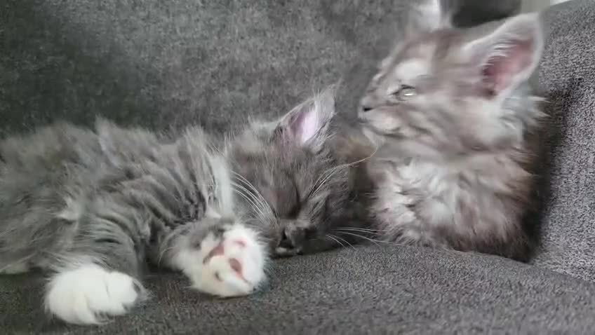 Maine Coon cats for sale: 2 beautiful Maine Coones left - Video 1