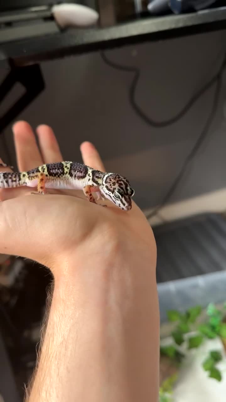 Leopard Gecko reptiles for sale: 50% Mack snow Eclipse (BLACK NIGHT LINEAGE)🔥🔥🔥 - Video 1