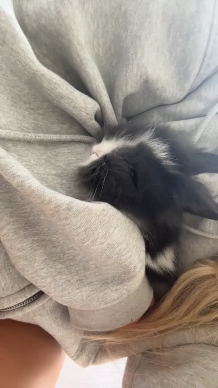 Lionhead rabbits for sale: 4 Baby bunnies looking for their forever home. in Livingston - Video 3