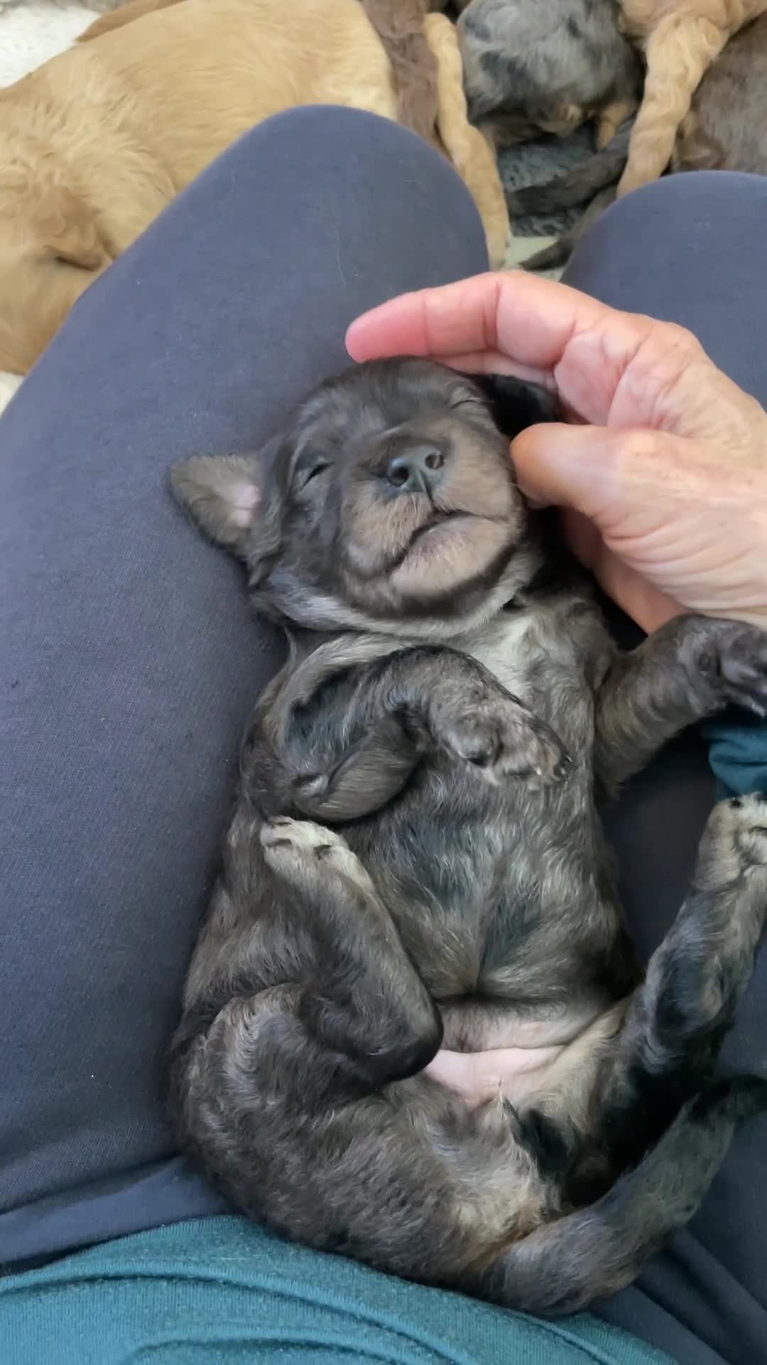 Double Doodle dogs for sale: Supreme Double Doodles - striking colours and coat - Video 4