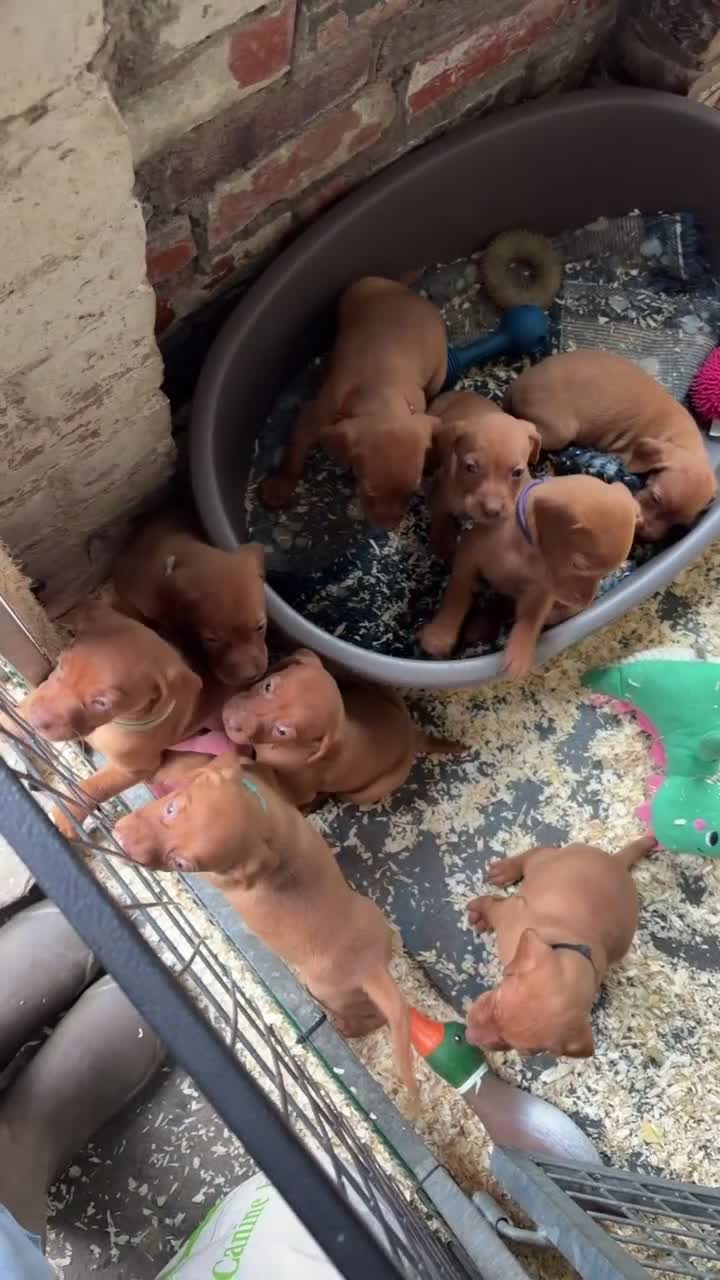 Hungarian Vizsla dogs for sale: Smooth haired Hungarian vizsla puppies  - Video 4