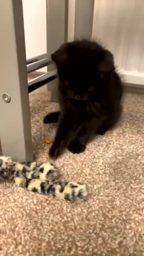 Domestic Shorthair cats for sale: Domestic shorthair - Video 2