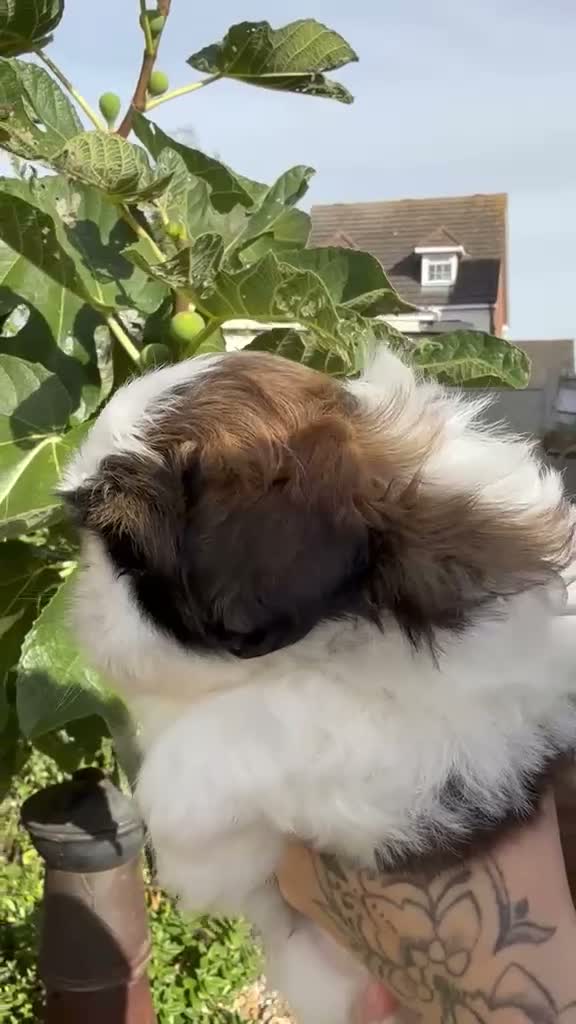 Shih Tzu dogs for sale: 5 purebred adorable fluffy shihtzu’s ready to view - Video 2