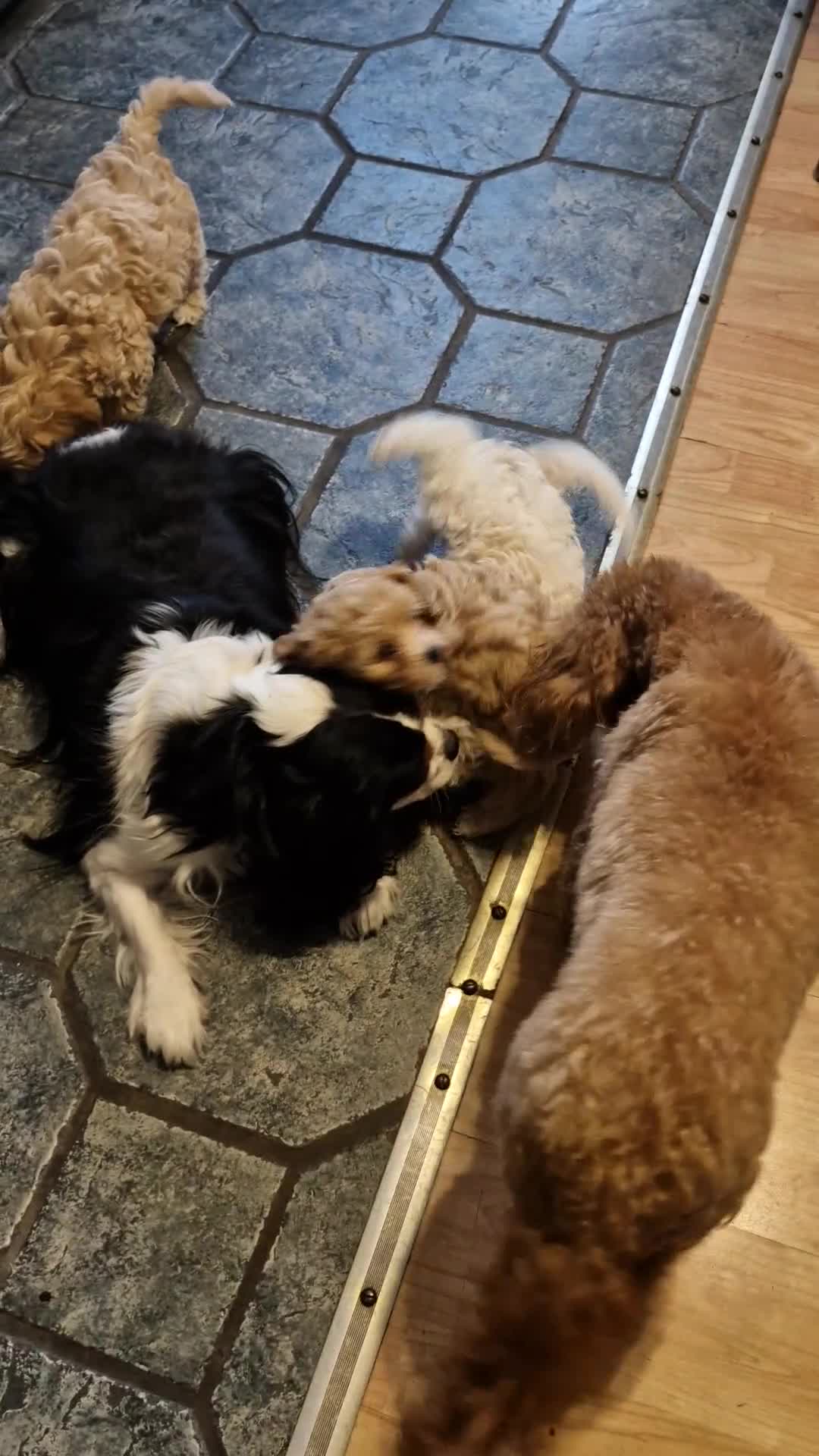 Cavapoochon dogs for sale: Cavapoochon Puppies - Video 1