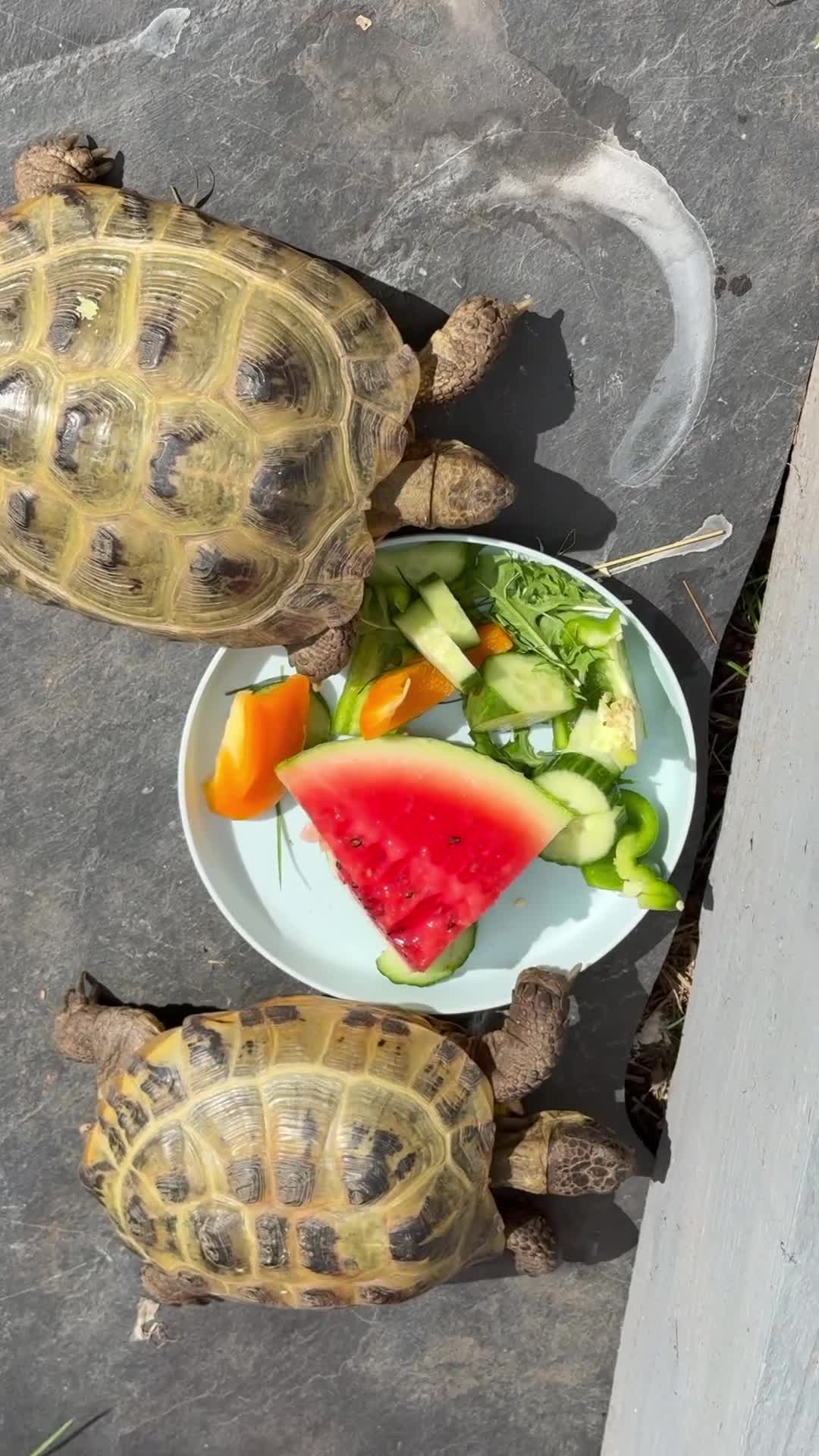 Hermann Tortoise reptiles for sale: 2 Hermann tortoises - Video 1