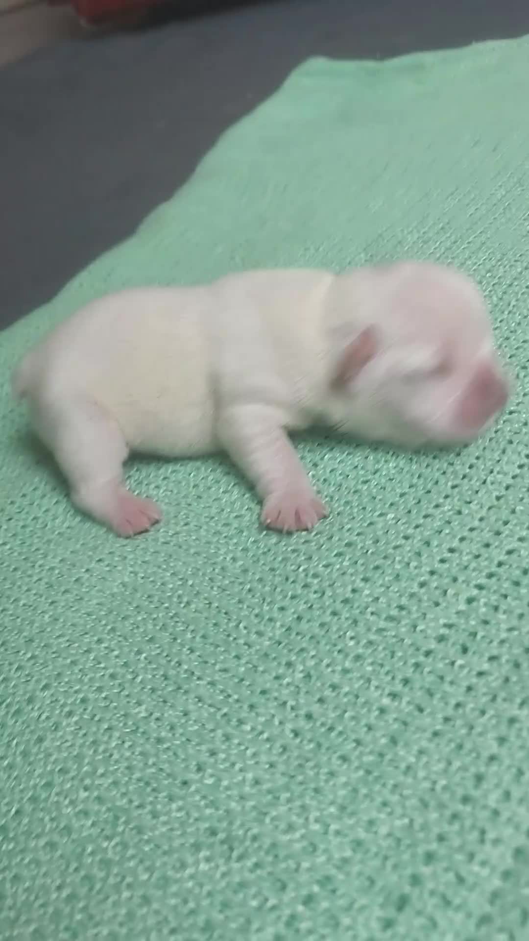 French Bulldog dogs for sale: 3 males left  - Video 3