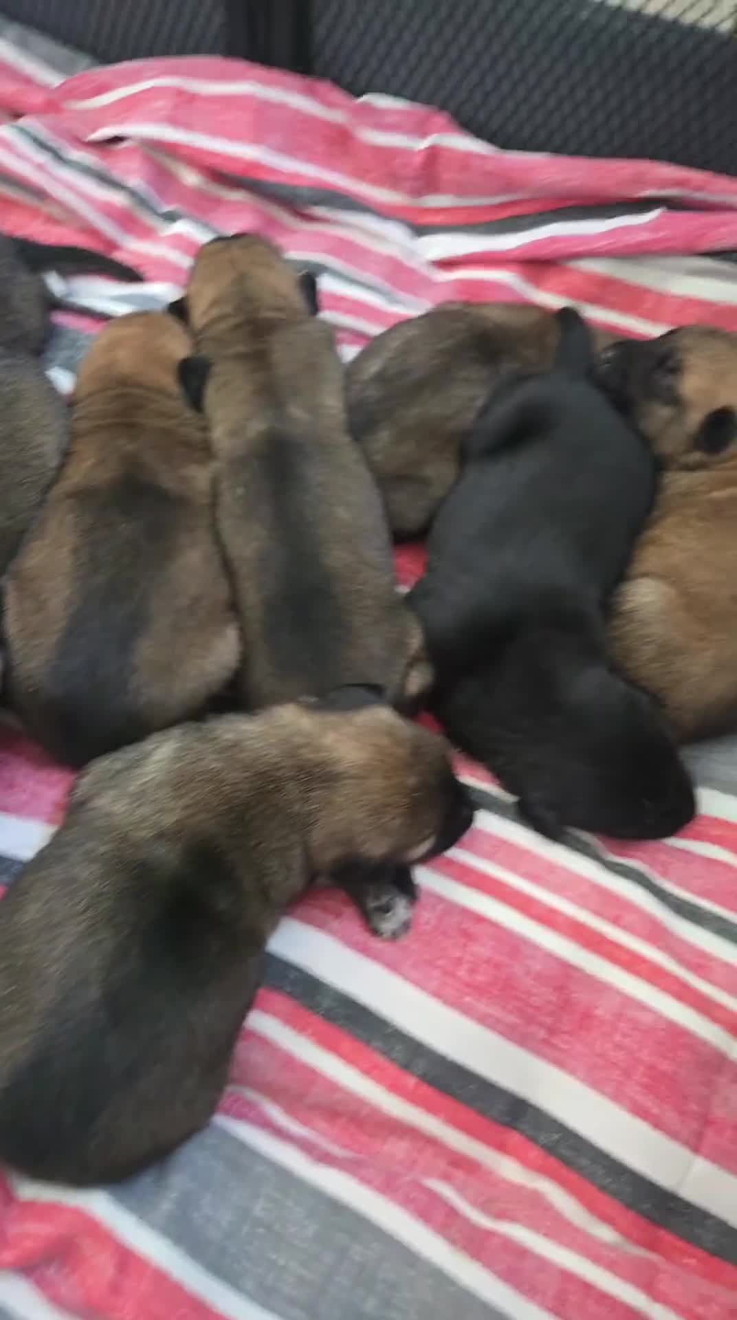 Belgian Shepherd Dog dogs for sale: Belgium malinois pups  - Video 2