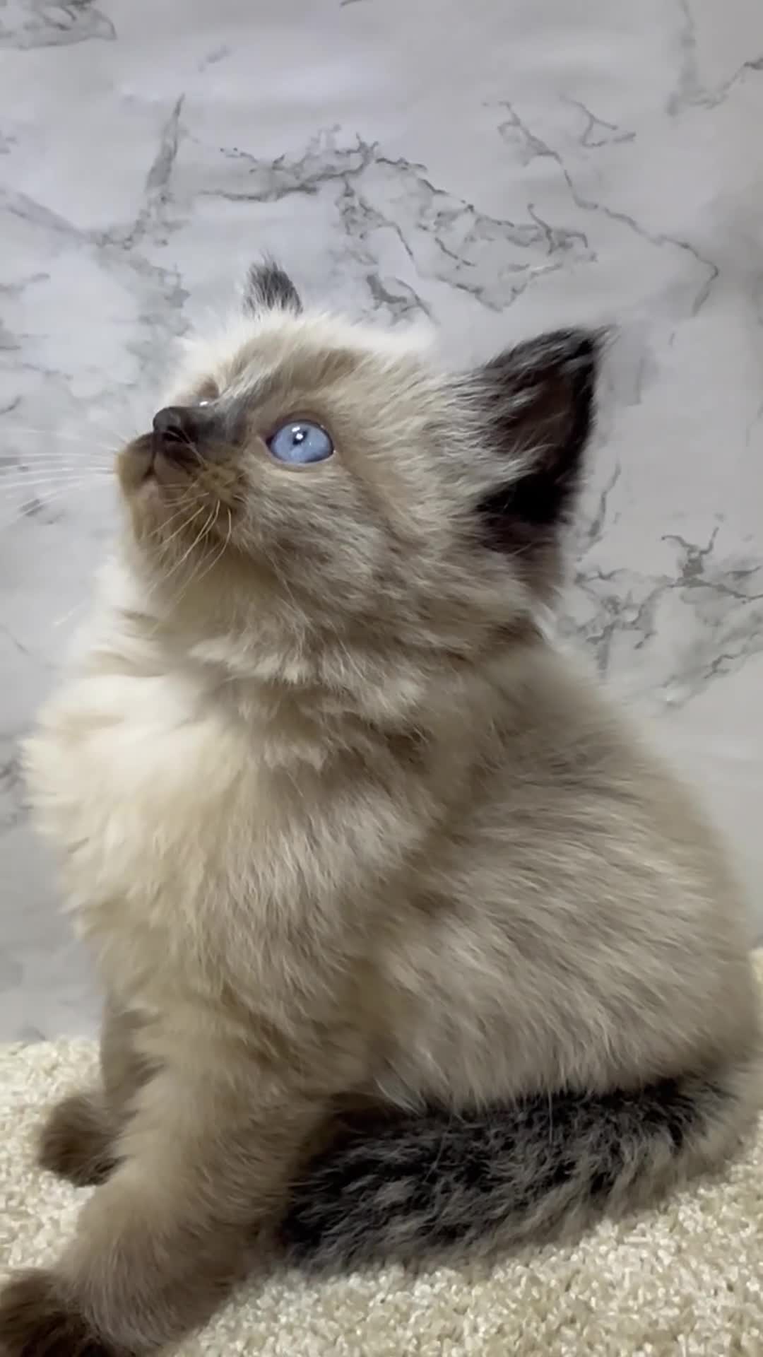 Ragdoll cats for sale: Pure Beautiful Ragdoll Kittens  - Video 3