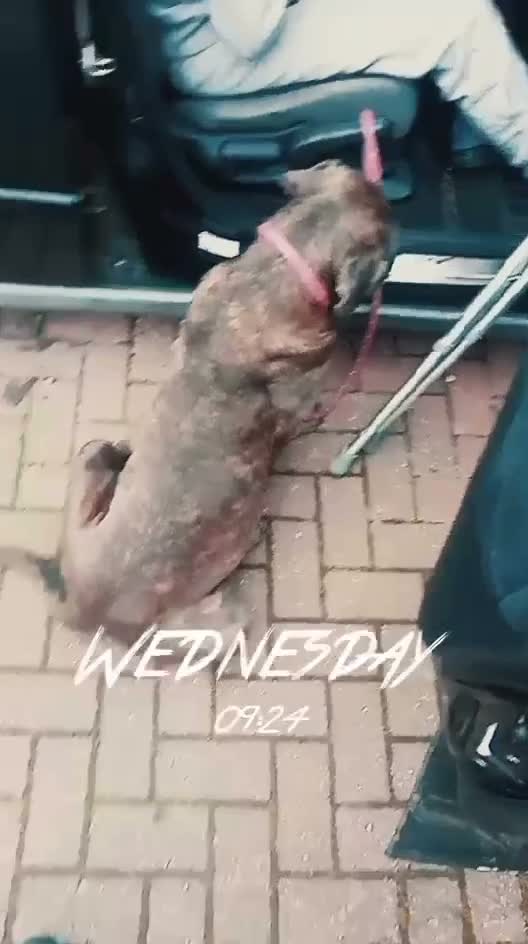 Mixed Breed dogs for sale: Napoleon mastiff x cane corso - Video 1
