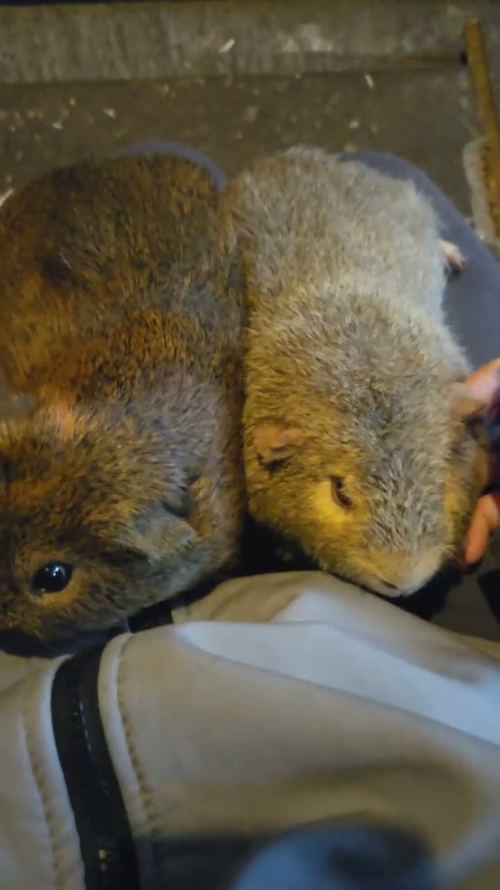 Mixed Breed rodents for sale: Mixed guinea pigs  - Video 2