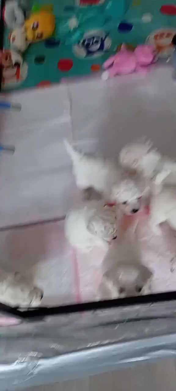 Bichon Frise dogs for sale: Bichon Frise (3 girls left ) - Video 4
