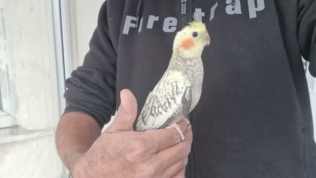 Cockatiels birds for sale: Super Tamed baby Cockatiel for sale - Video 2