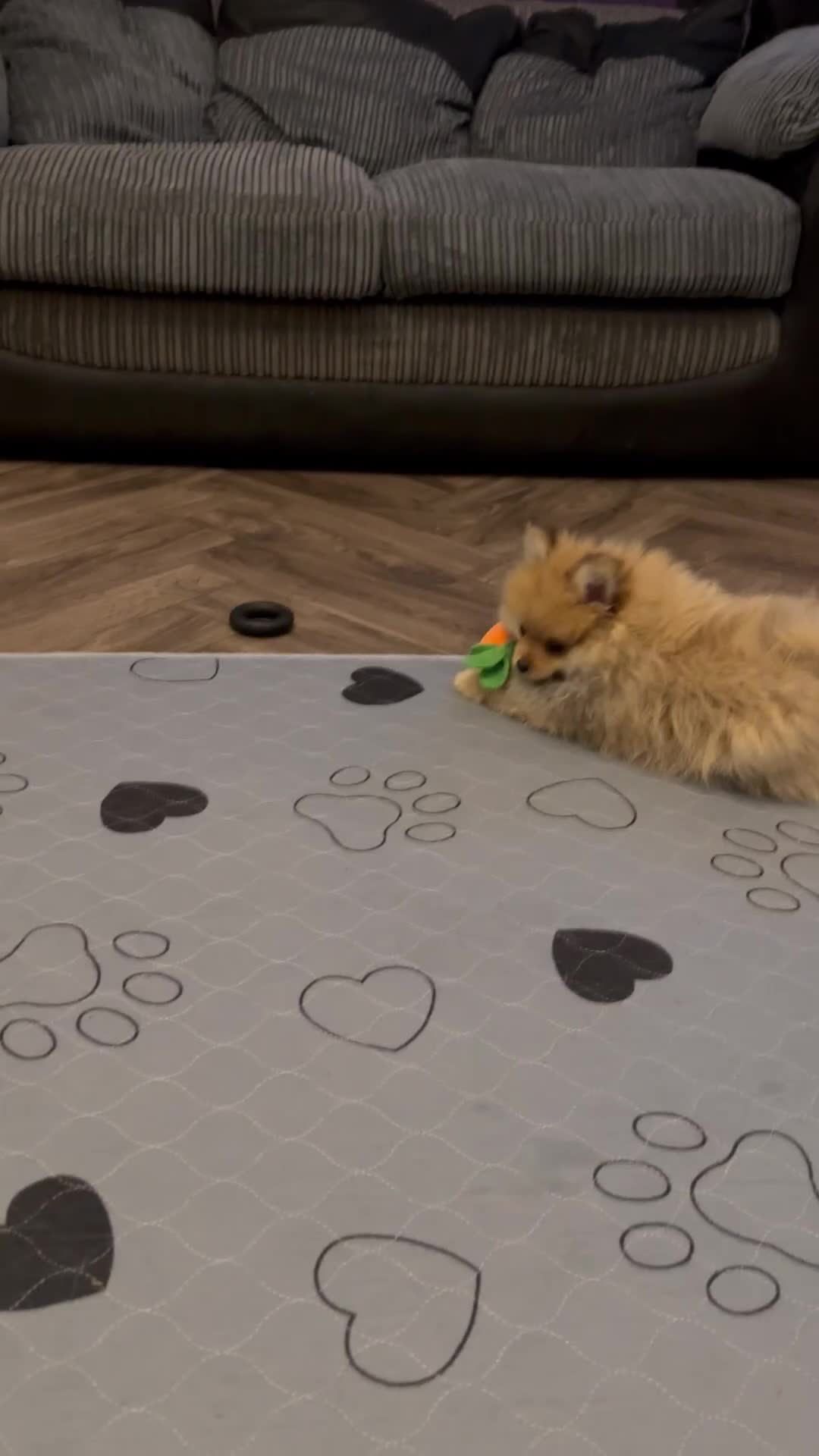 Pomeranian dogs for sale: ONE MALE LEFT CHAMP LINES 🐶😍 - Video 1