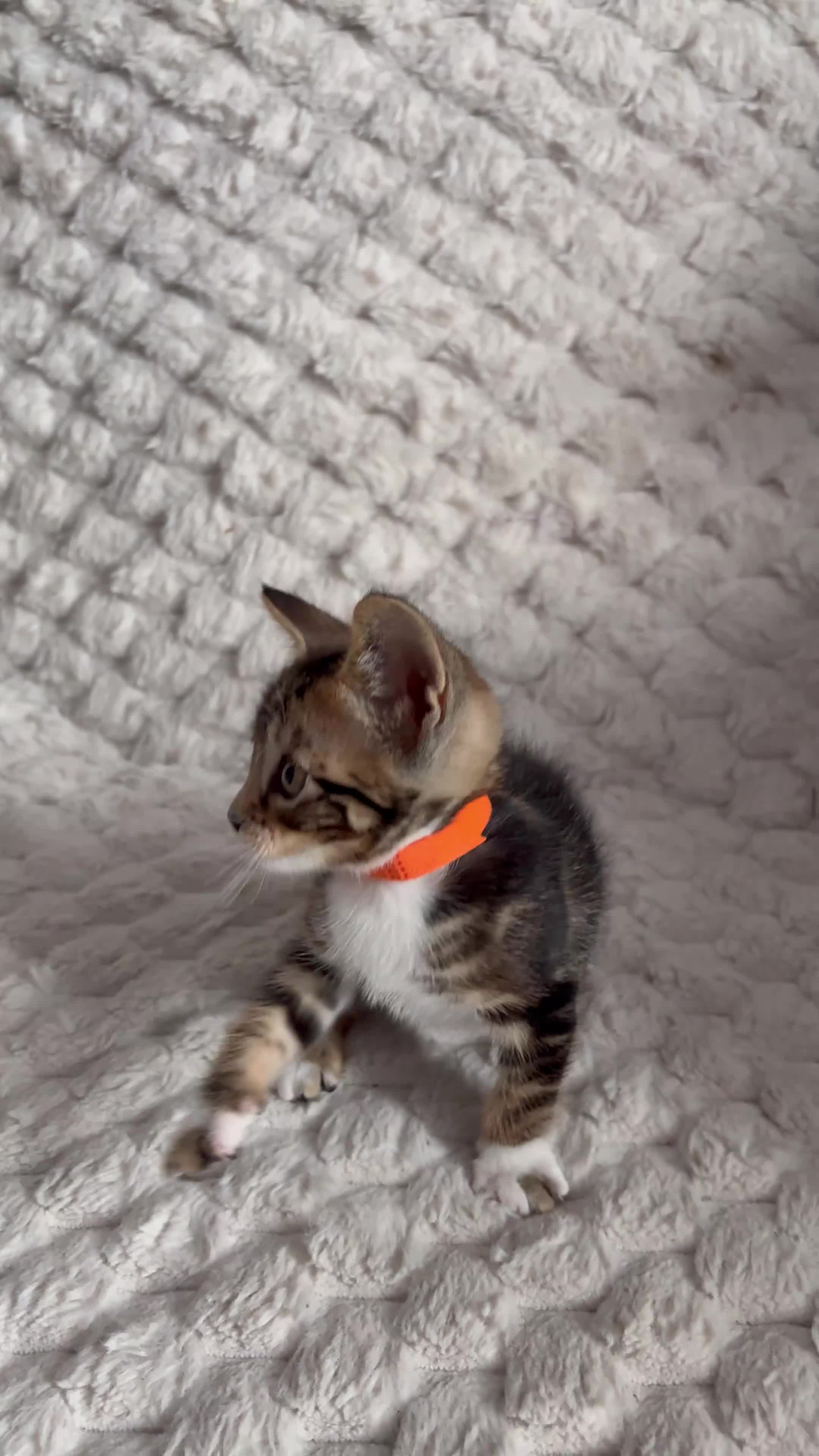 Bengal cats for sale: Bengal Tabby Mixed Breed Kittens - Video 5