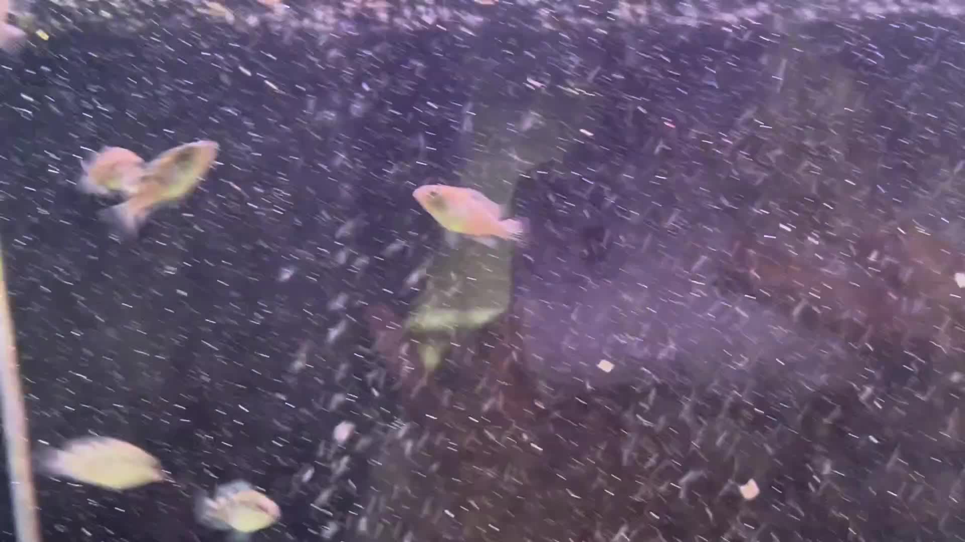Cichlids fish for sale: Rare hybrid cichlids for sale - Video 2