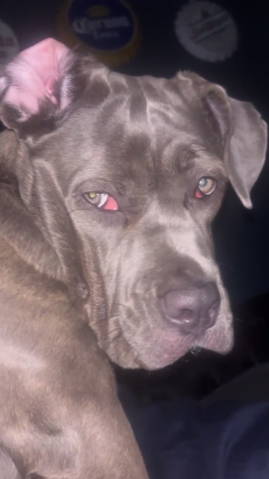 Mixed Breed dogs for sale: Marlie cane corso 8 months old in Birmingham - Video 1