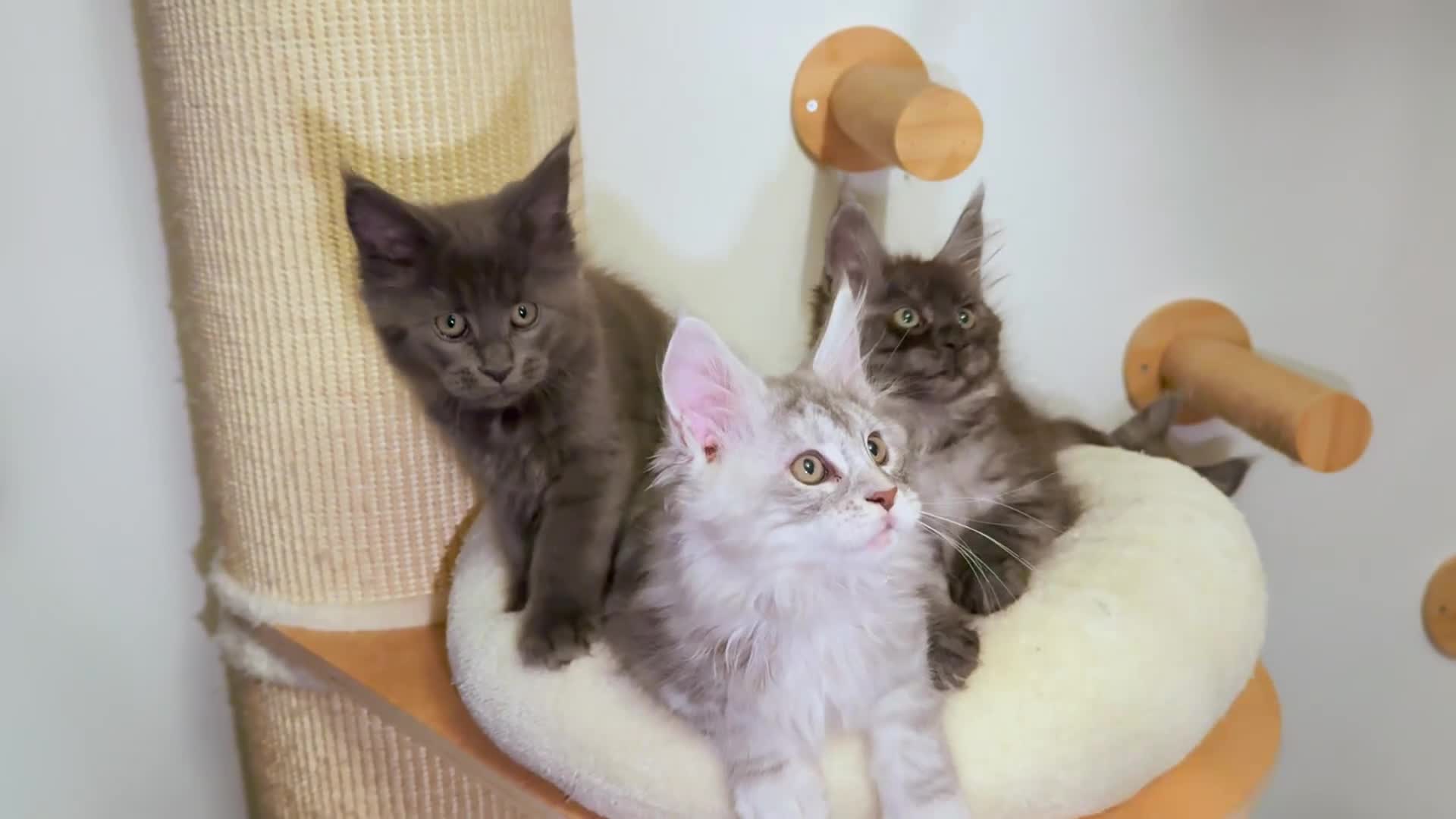 Maine Coon cats for sale: Mainecoon kittens TICA REGISTERED stunning - Video 3