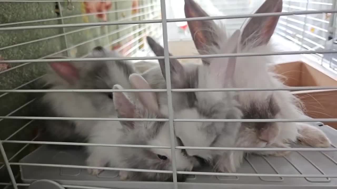 Lionhead rabbits for sale: Lionhead babies  - Video 1