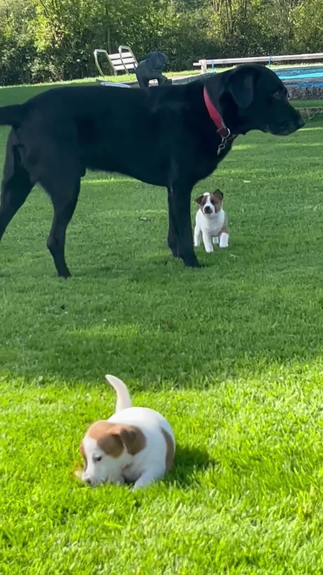 Jack Russell dogs for sale: Archie - Video 2