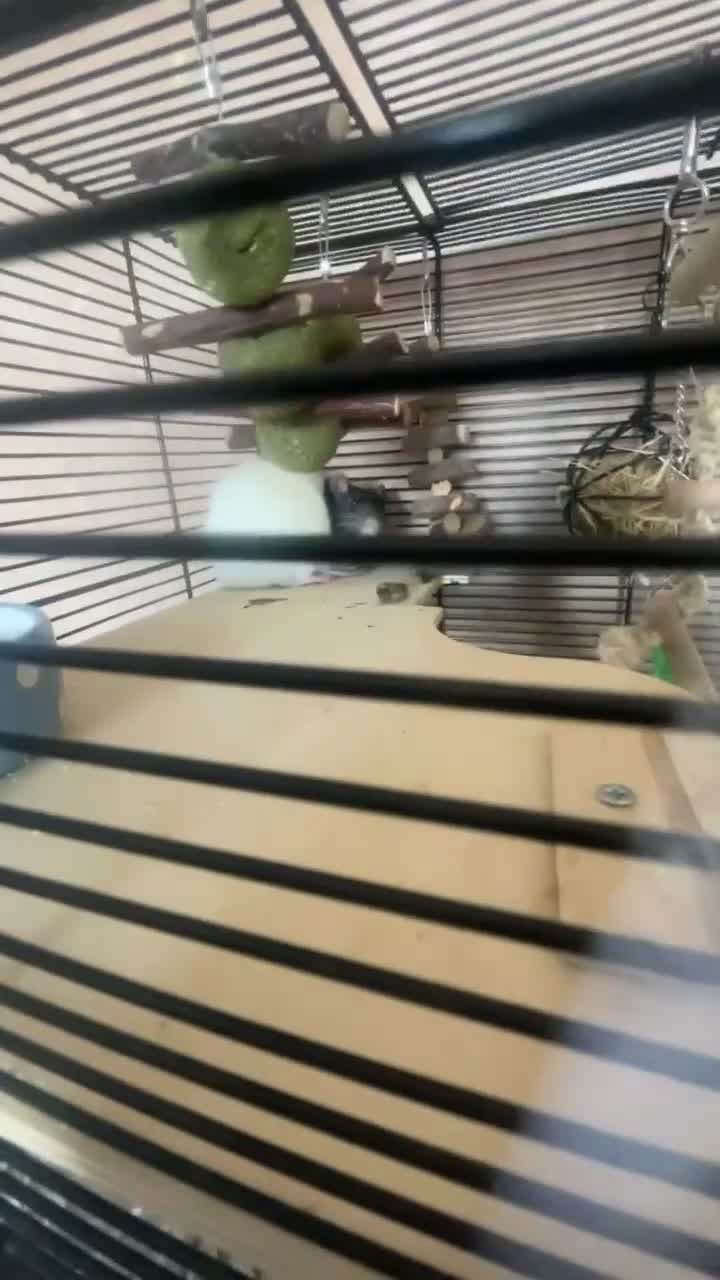 Rat rodents for sale: Two brown and white make rats  - Video 1