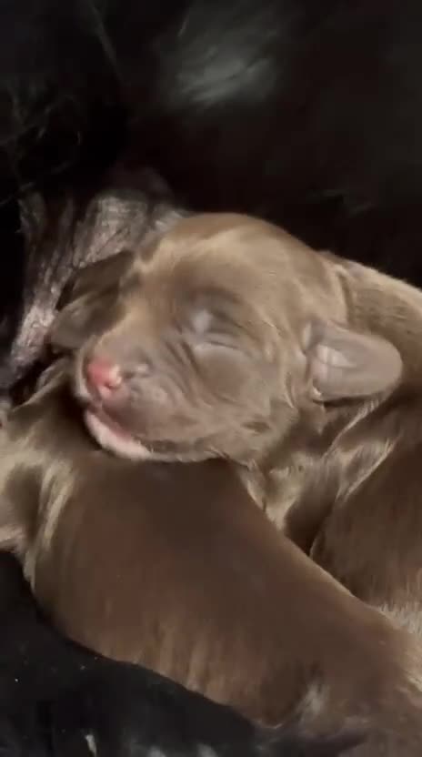 Cocker Spaniel dogs for sale: Beautiful Working Cocker Puppies - FTCh sired - Video 2