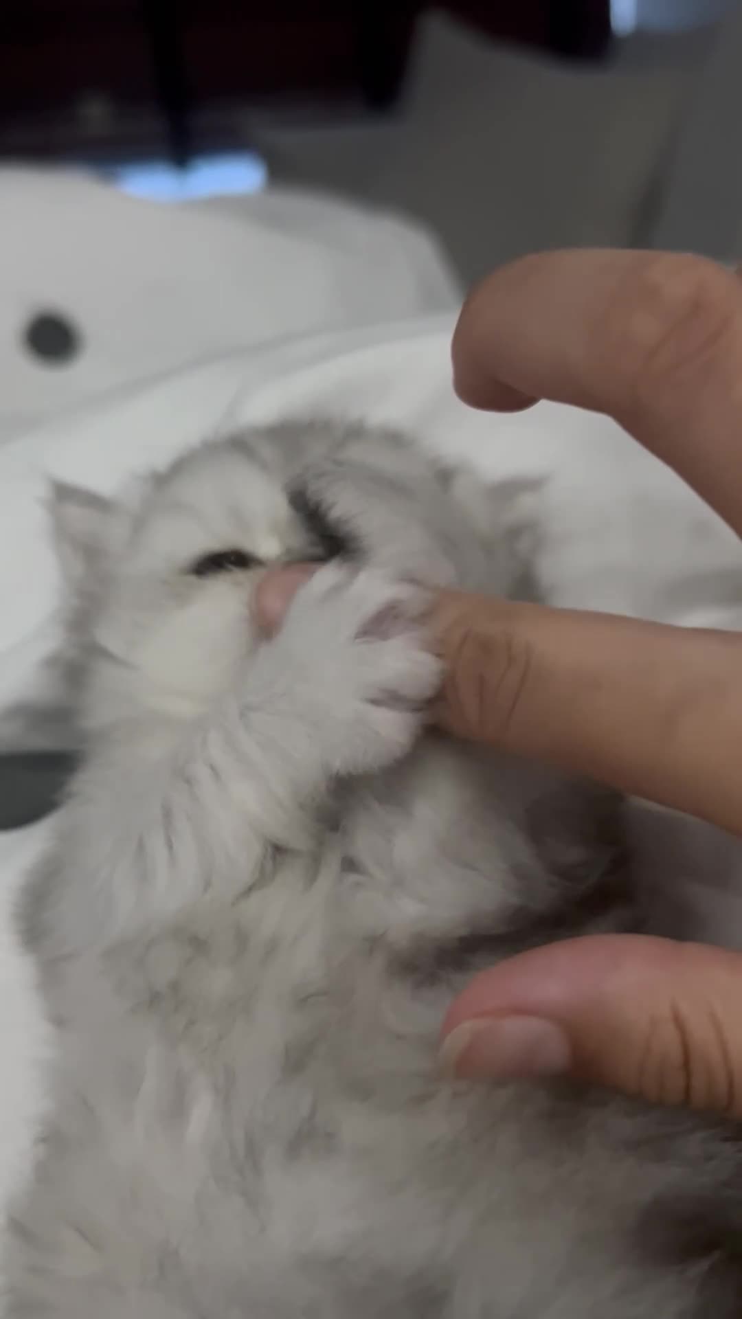 Persian cats for sale: Beautiful Persian Kittens - Video 2