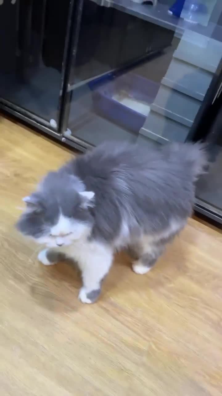 Mixed Breed cats for adoption: SILVER -EXTREMELY HANDSOME NEUTERED BOY - Video 2