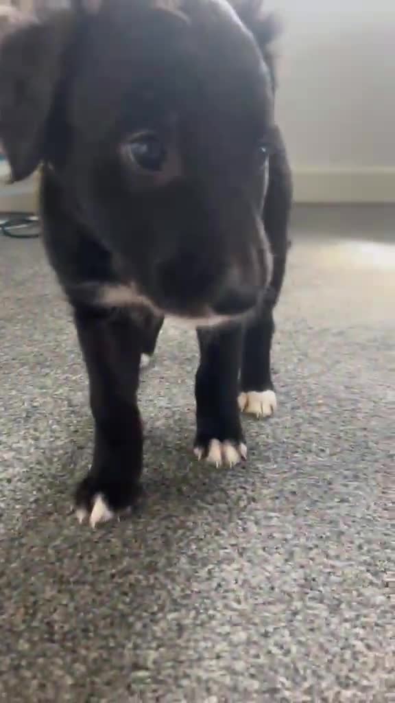Mixed Breed dogs for sale: Lucher/Saluki Cross - Video 1