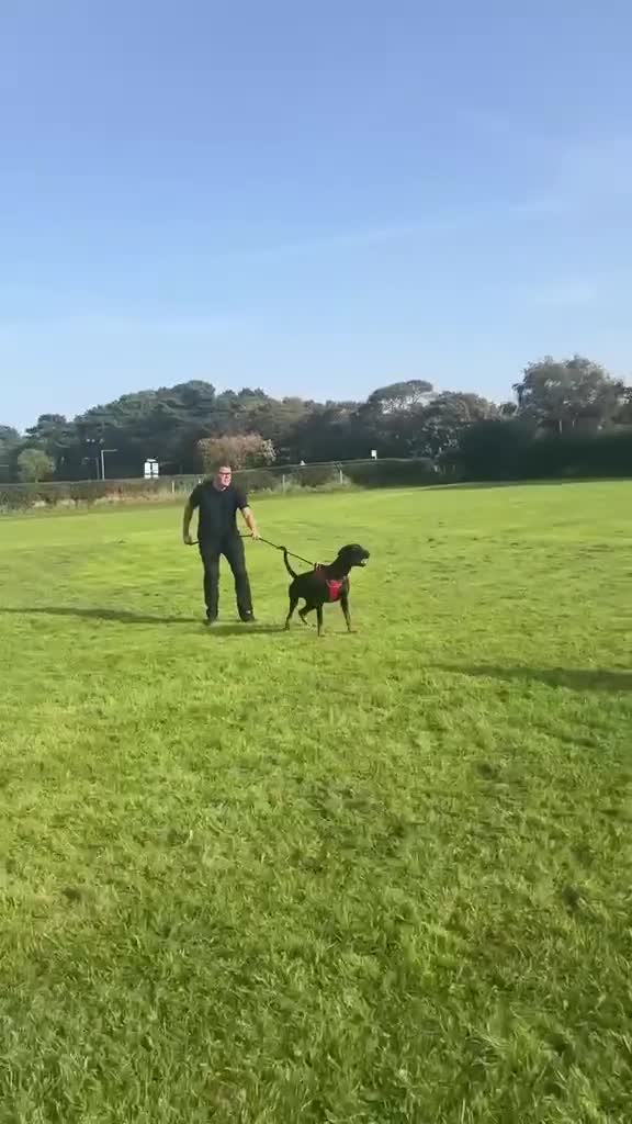 Dobermann dogs for sale: Dobermann 2 boys 2 girls  - Video 2