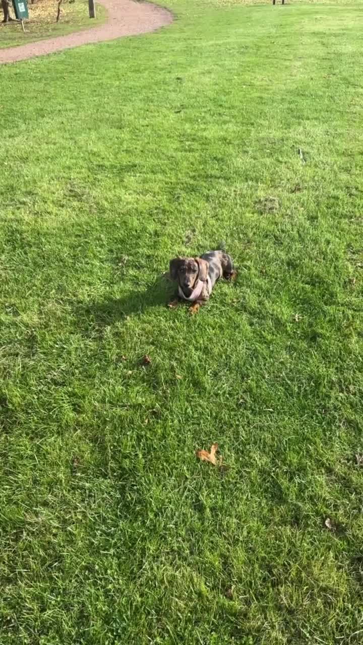 Miniature Dachshund dogs for sale: Looking for a new home for Luna  - Video 1