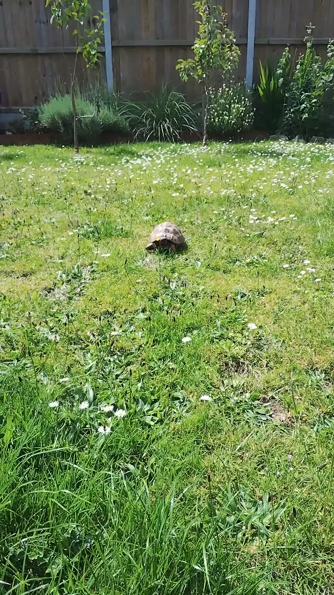 Hermann Tortoise reptiles for sale: 10 yrs old male Hermanns tortoise in Beccles - Video 1
