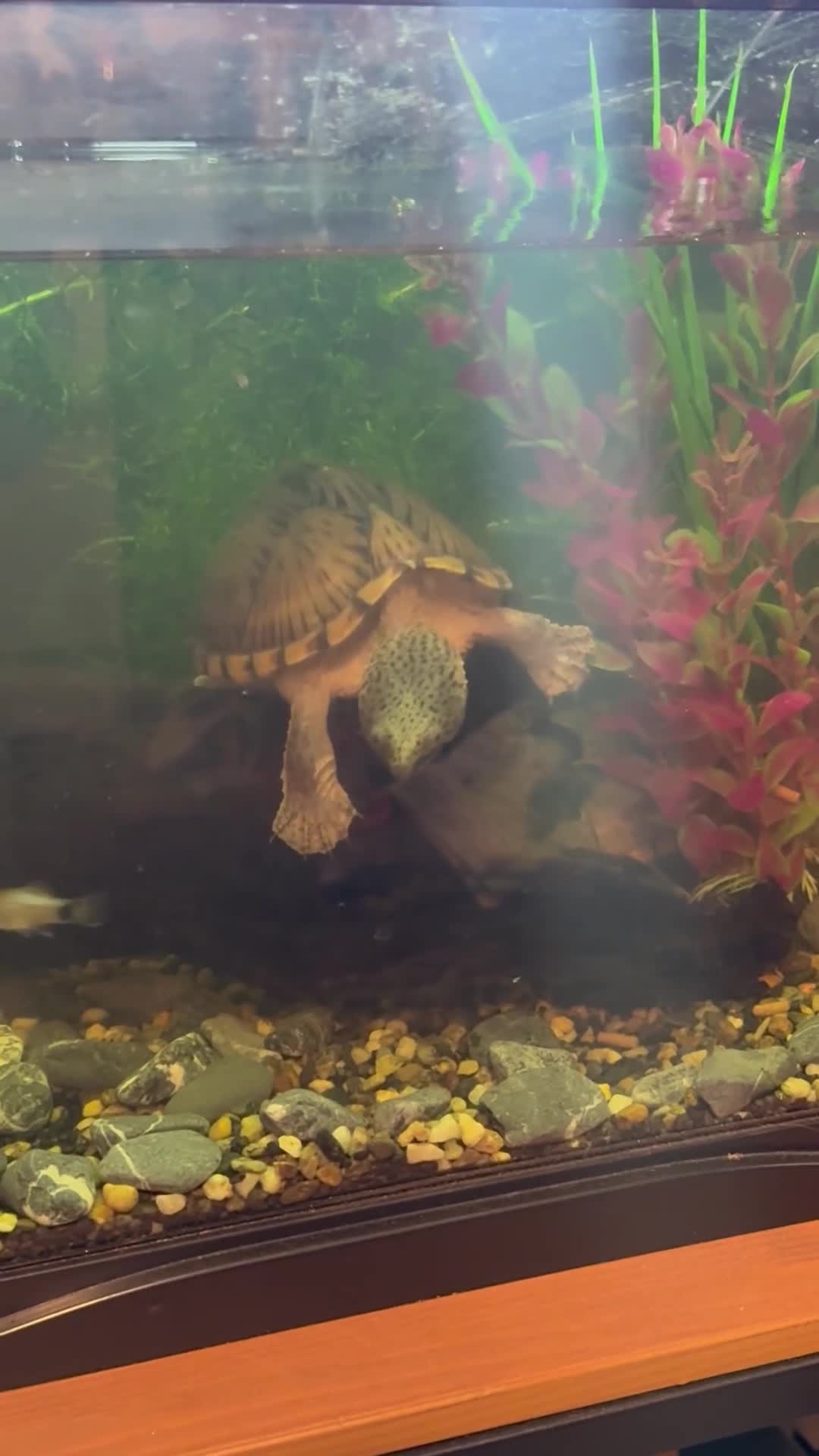 Turtle reptiles for sale: Male & Female RazorBack Musk Turtles + Full set up in Leeds - Video 1