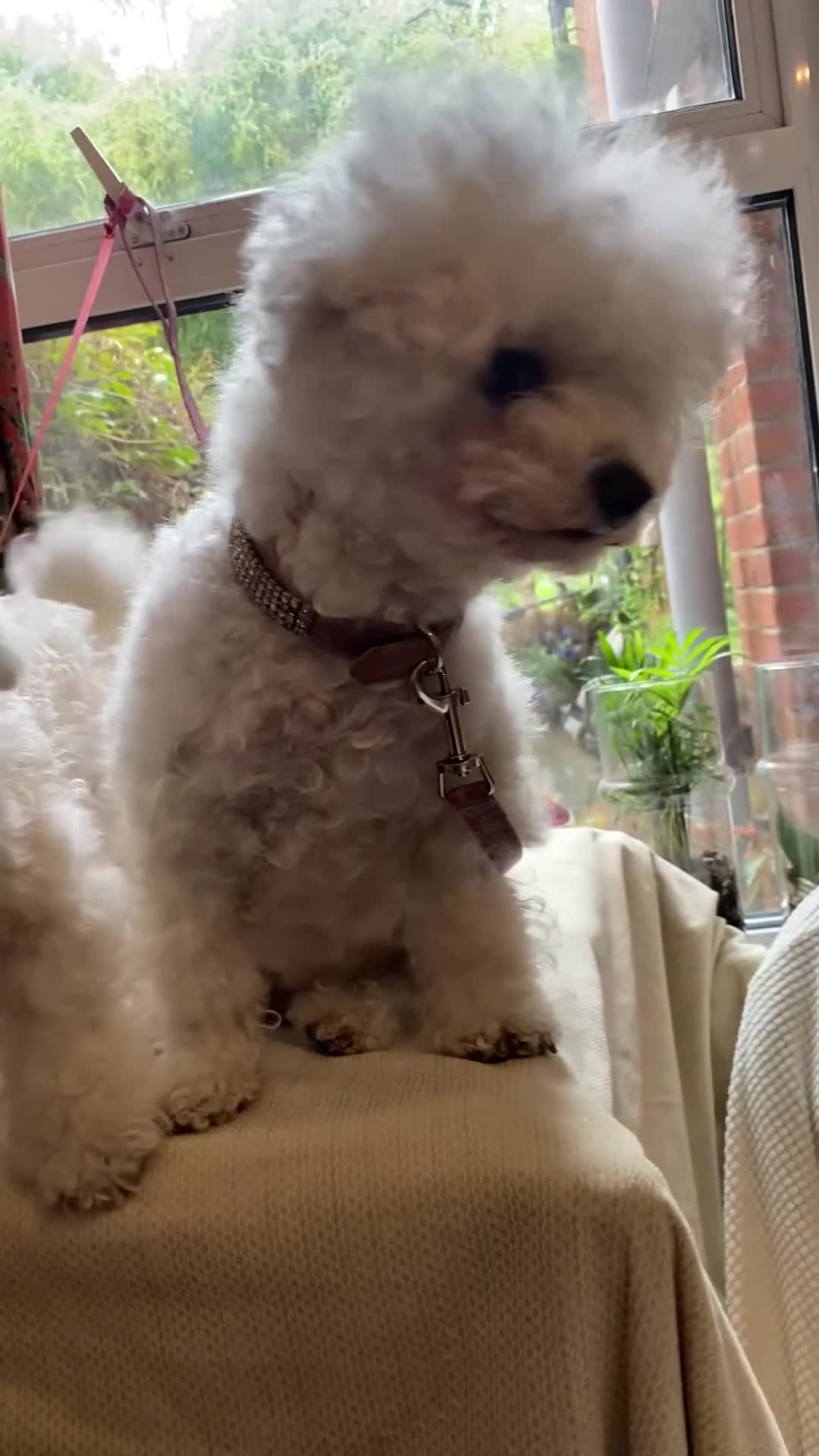 Bichon Frise dogs for sale: Sean Connery  007 in Oxford - Video 1