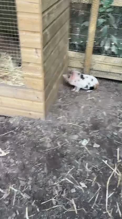 Pig livestock for sale: 2 x piglets aka the Chuckle brothers available  - Video 1