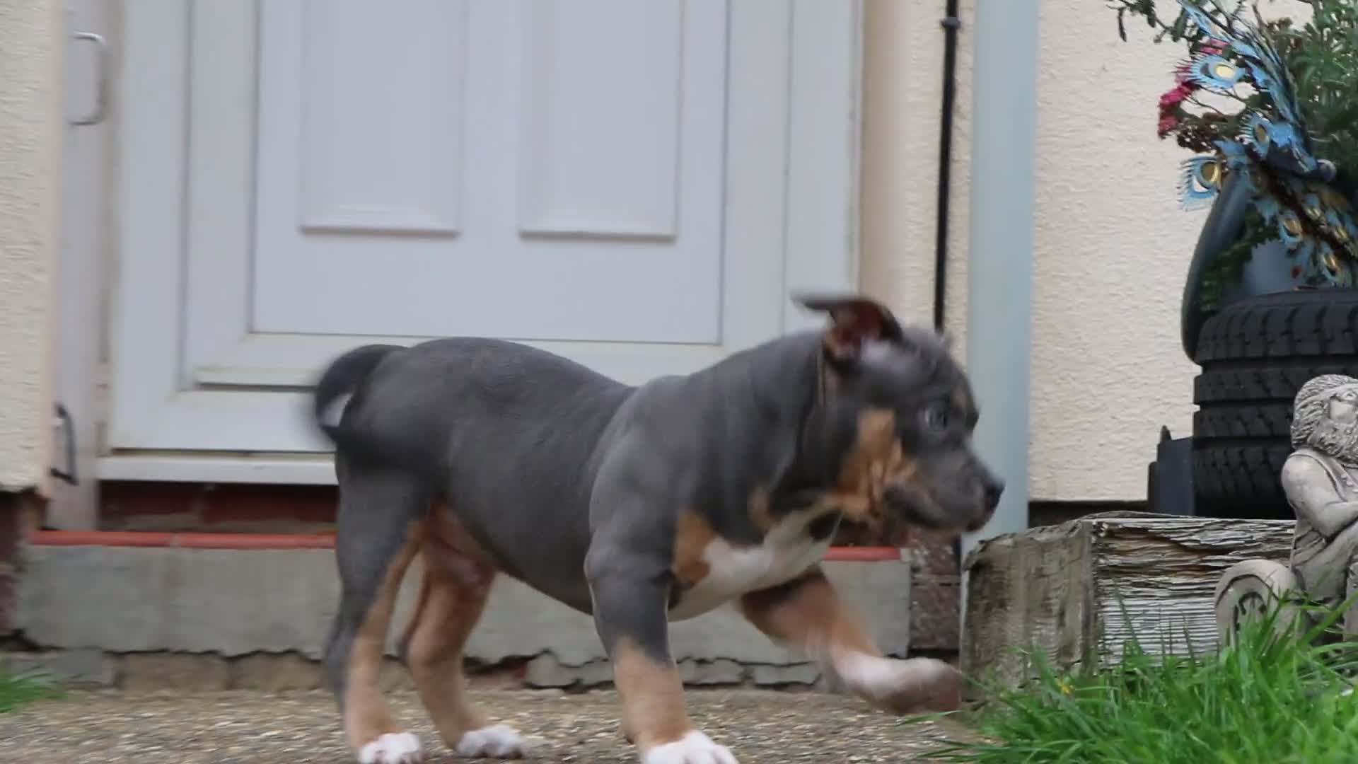 American Bully dogs for sale: GrCh Big Bounty x TIKTOK litter - Video 2