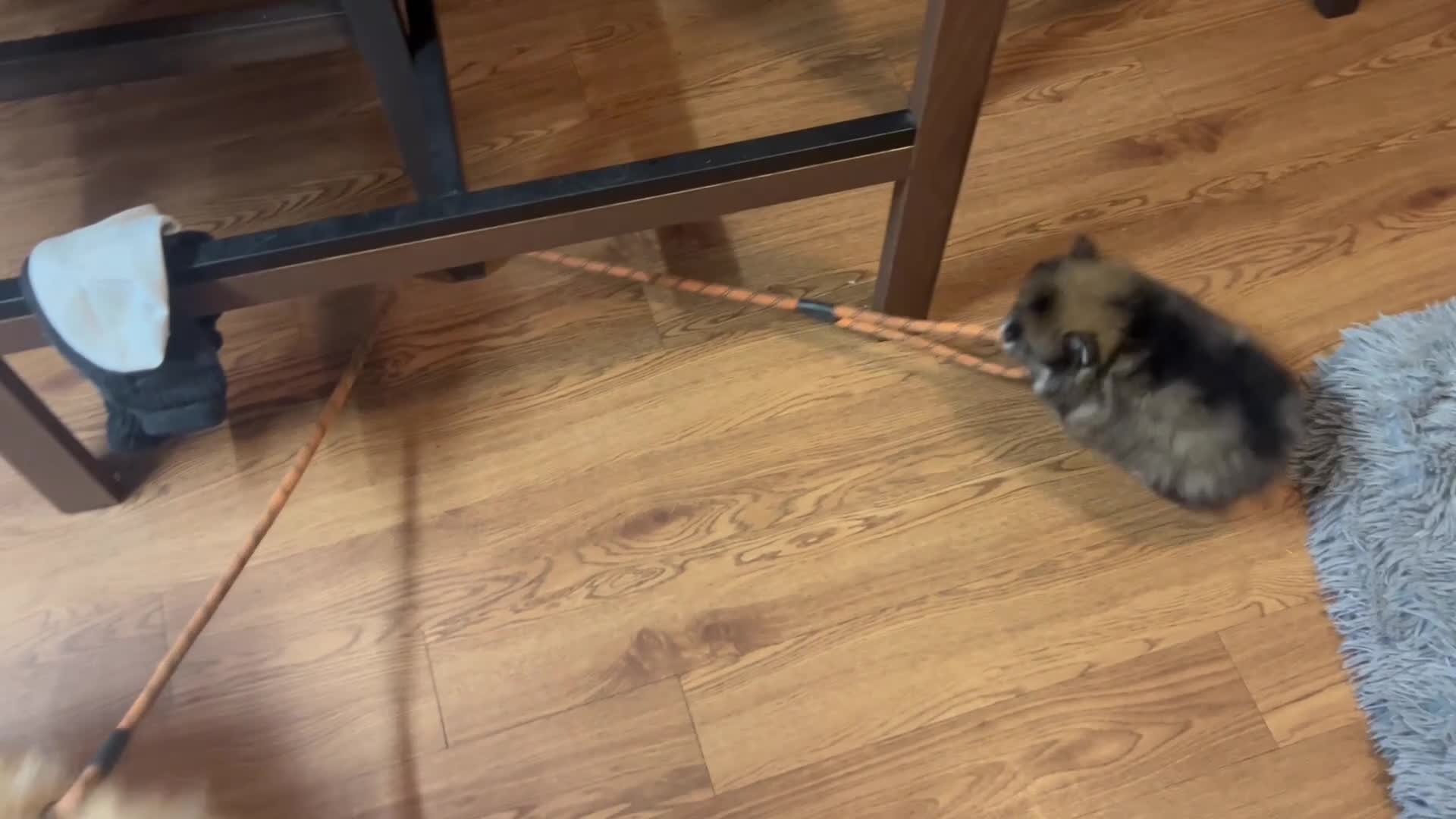 Pomeranian dogs for sale: KC Pomeranian Girls - Video 5