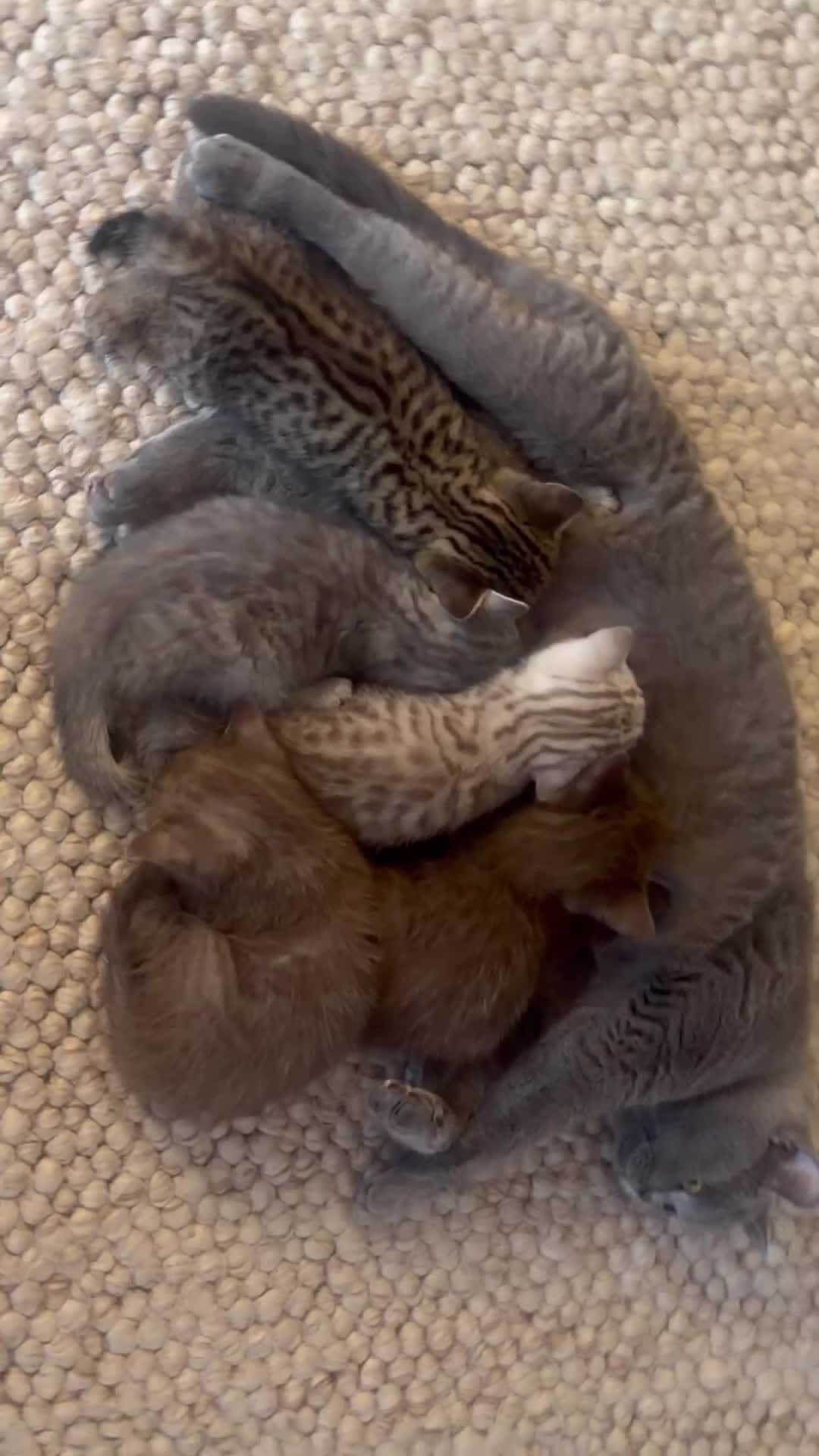 British Shorthair cats for sale: British shorthair kittens  - Video 3