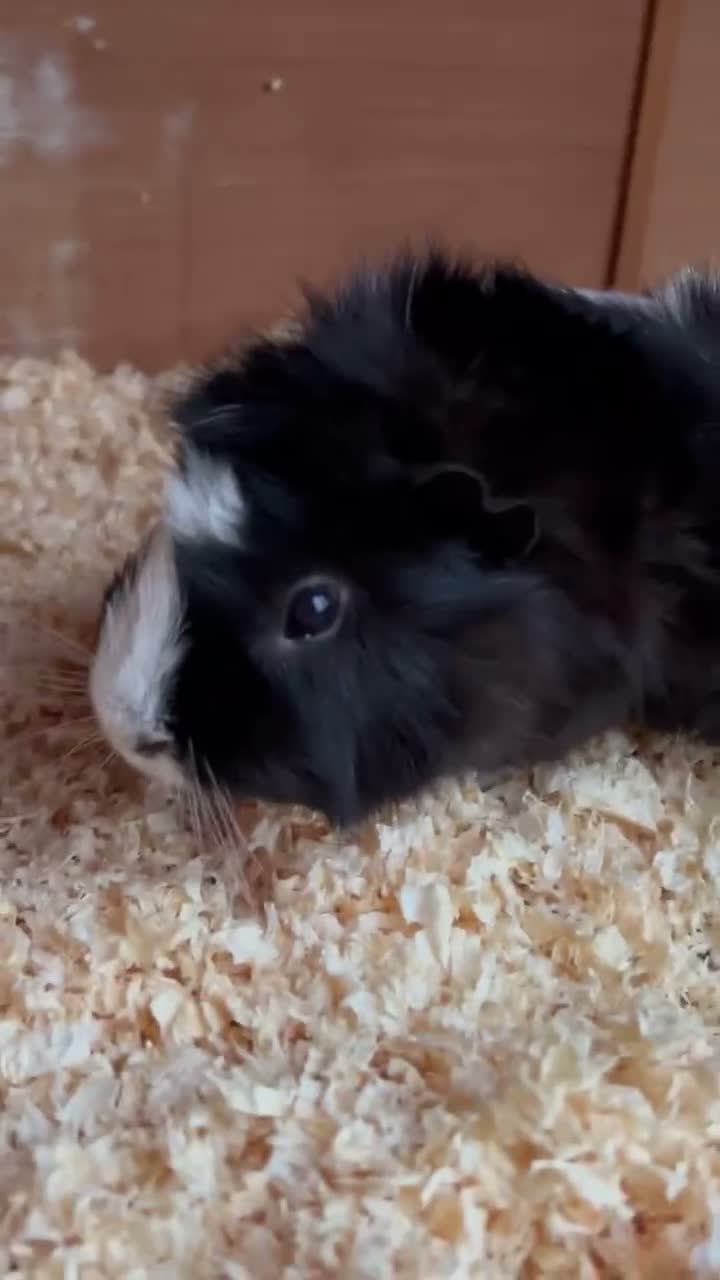 Guinea Pig rodents for sale: Bert and Barney guinea pigs in Thatcham - Video 1