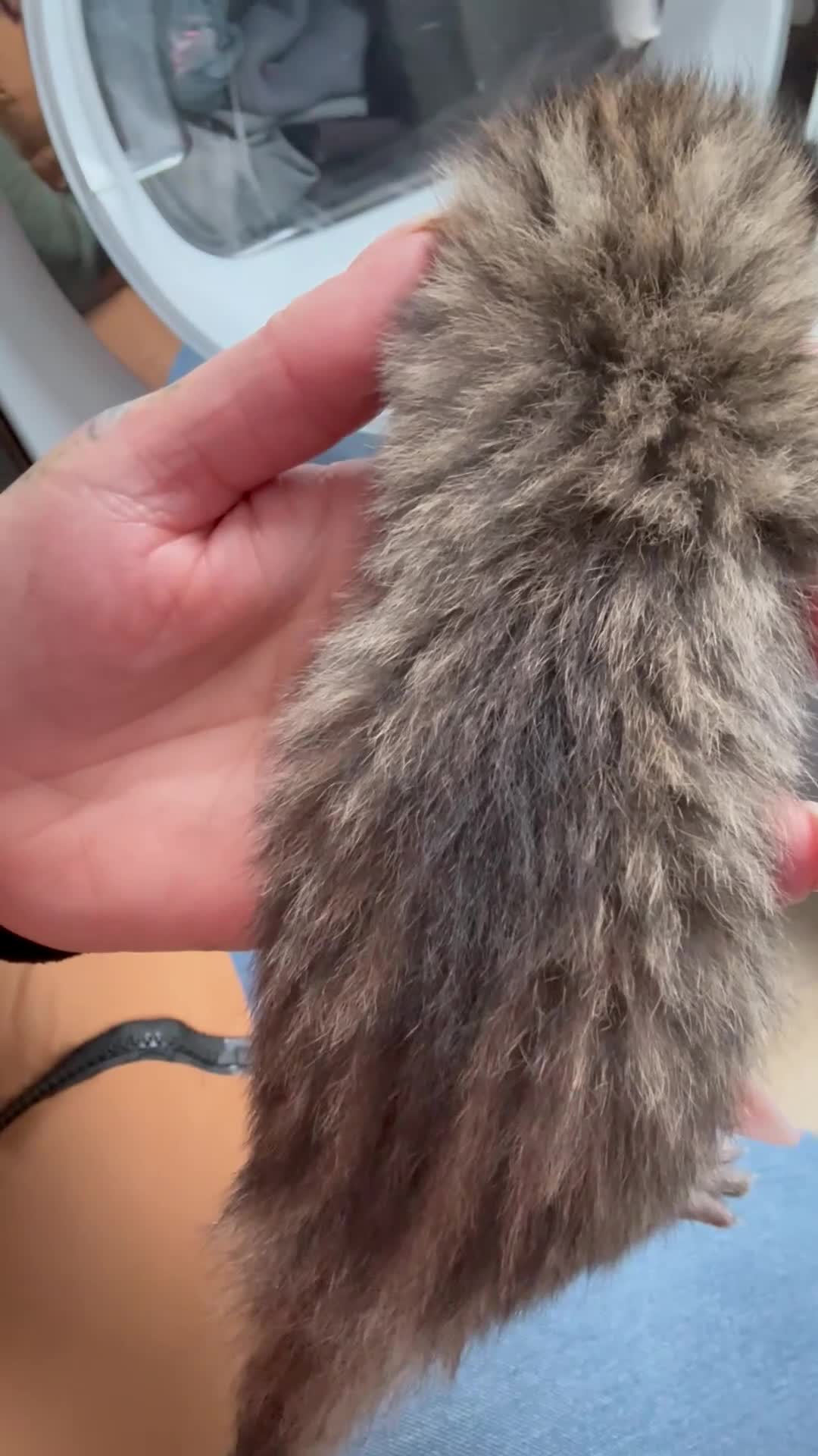 British Longhair cats for sale: Half ragdoll half British long haired kittens  - Video 3