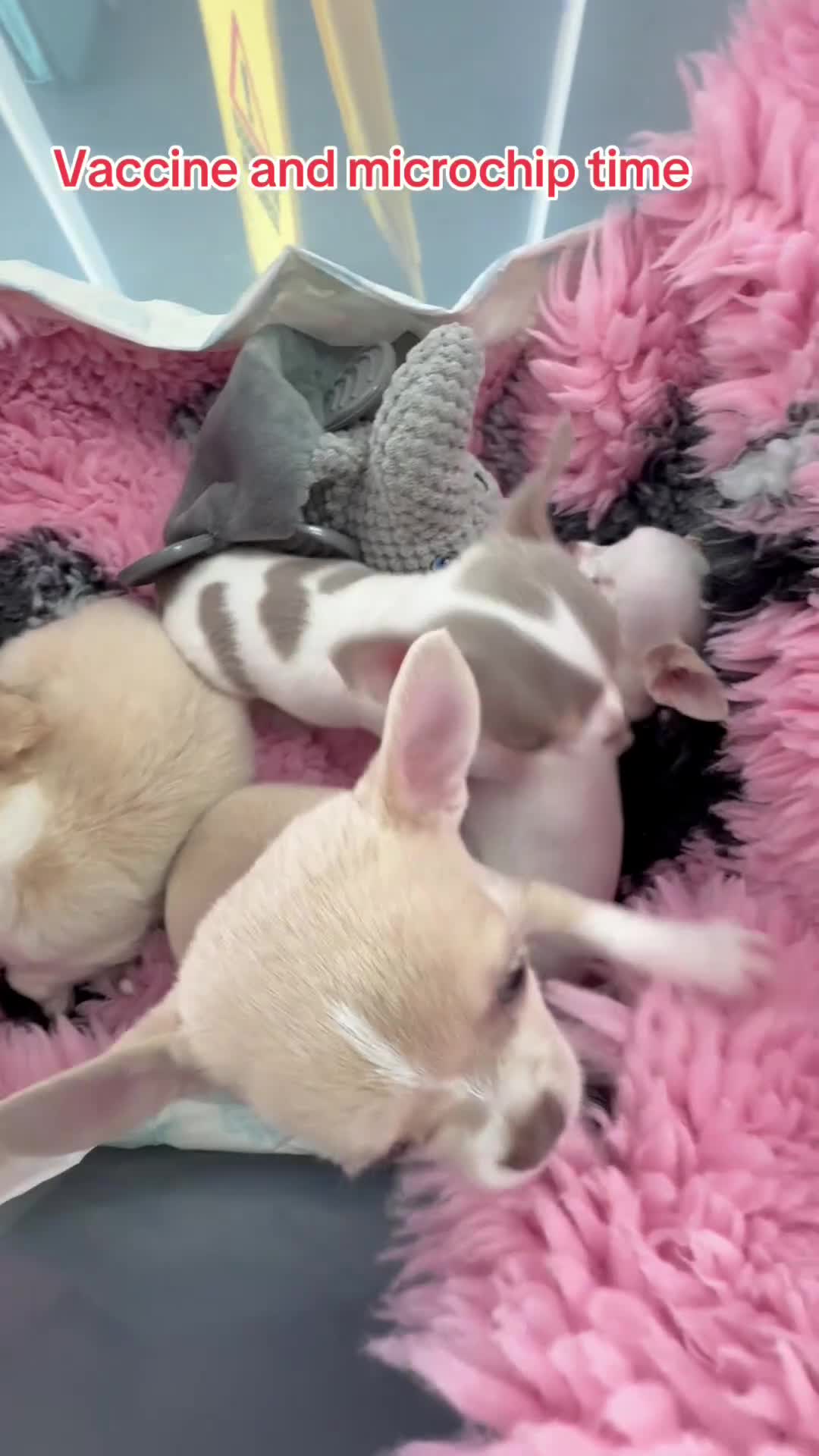 Chihuahua dogs for sale: Exquisite KC Registered Apple Chihuahua Puppies 💖 - Video 2