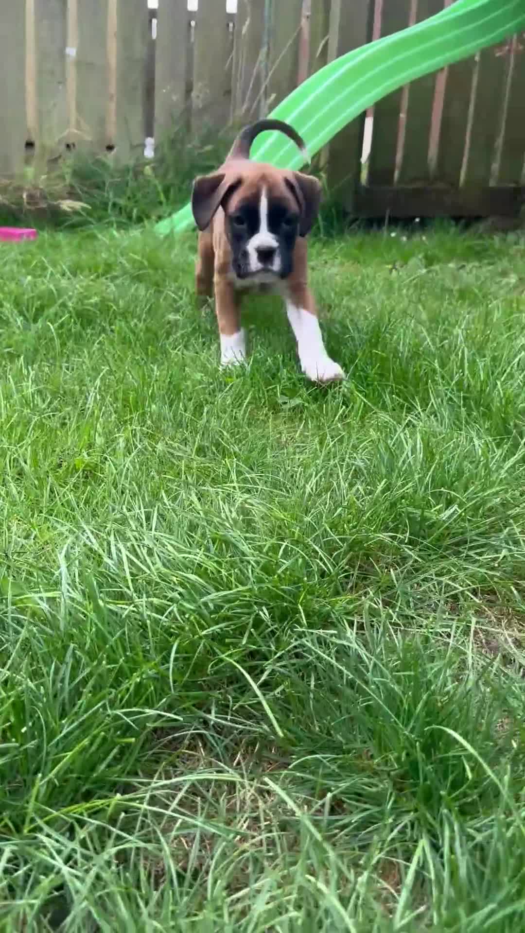 Boxer dogs for sale: READY NOW Boxer Puppies KC registered  - Video 2