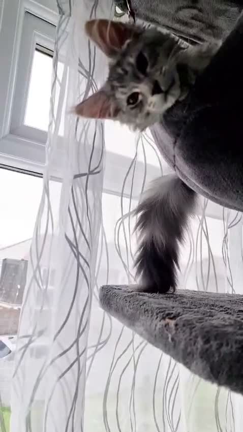 Maine Coon cats for sale: 💚Ready💚 TICA-registered XL Maine Coon Kitten   - Video 1