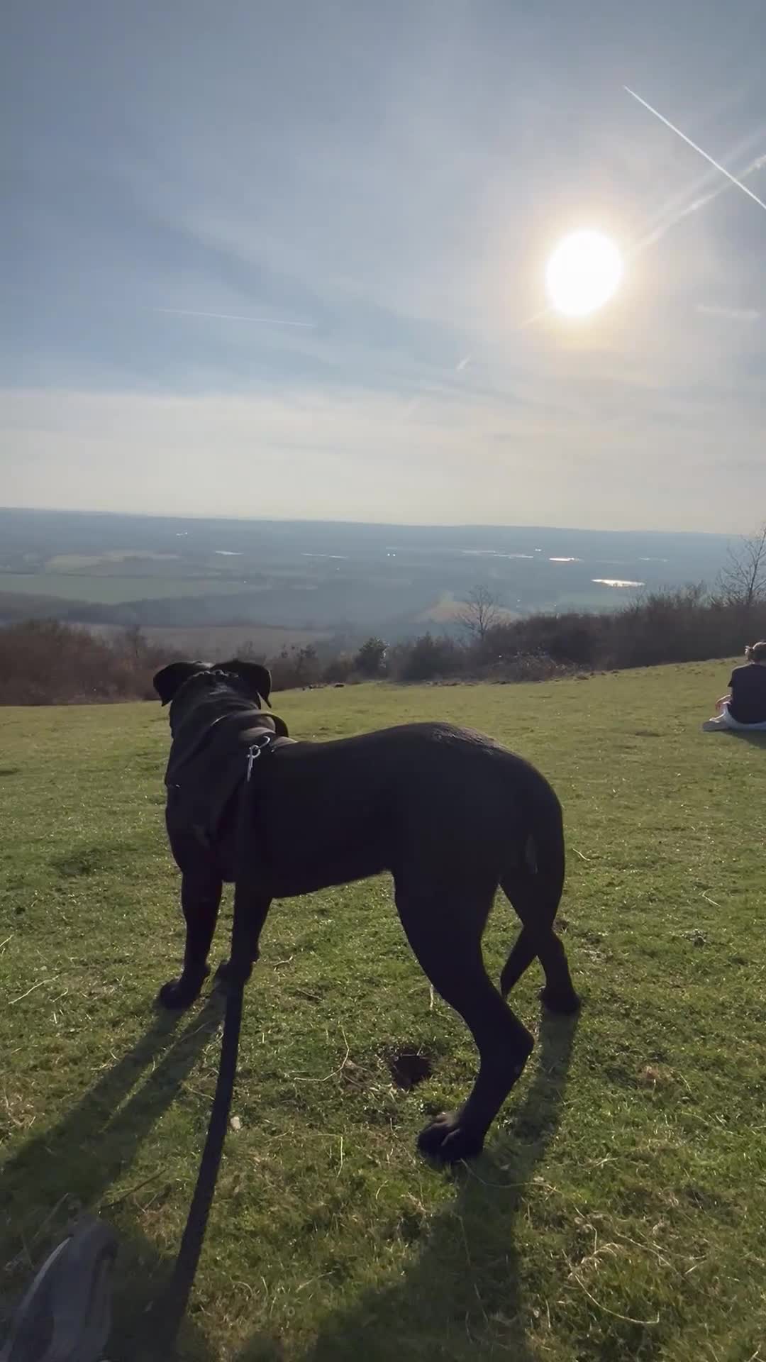 Cane Corso dogs for stud: Pure Jet-Black 70kg Cane Corso (Rare) in London - Video 4