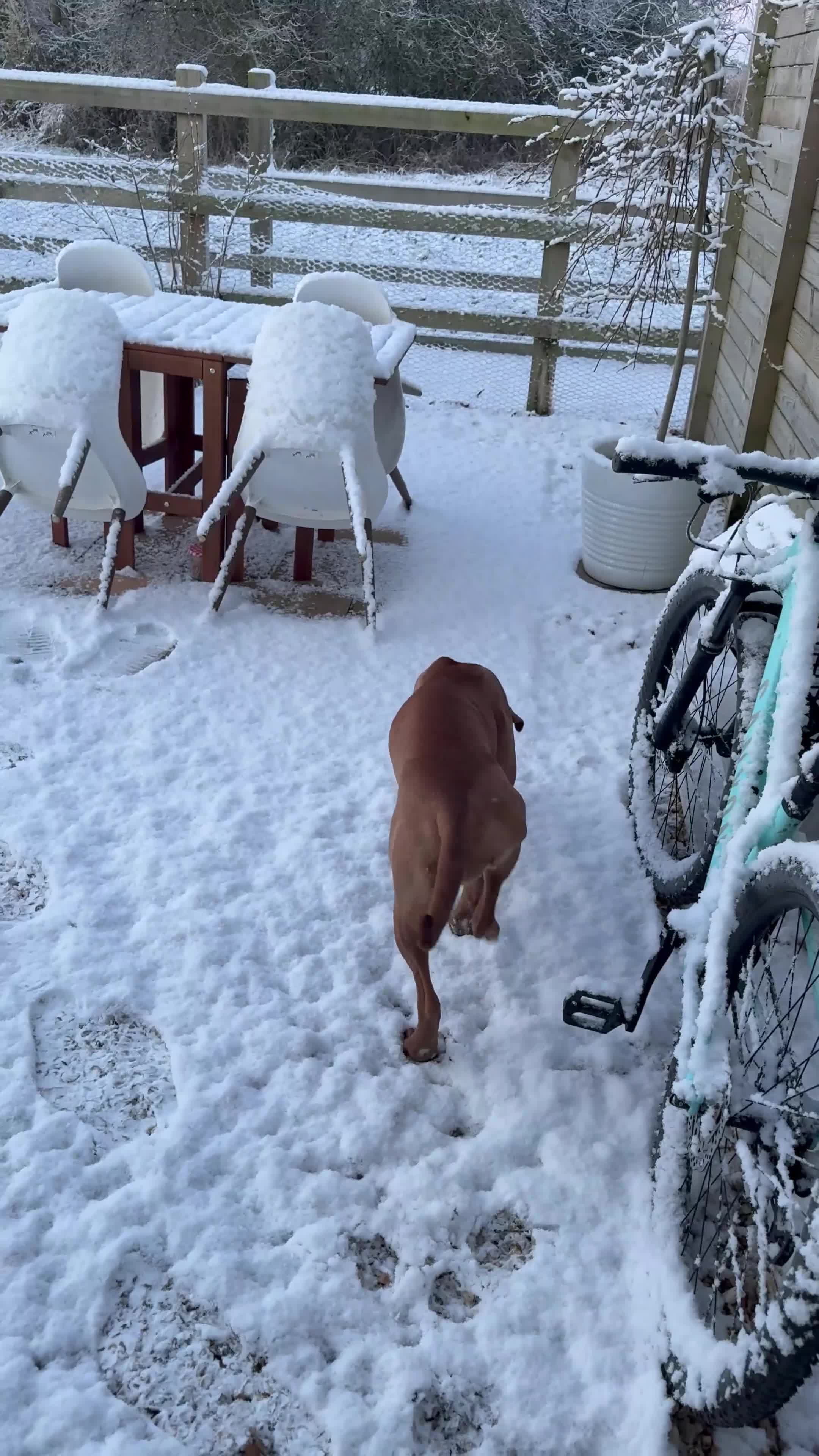 Mixed Breed dogs for sale: Sweetest girl looking for her forever home  - Video 1