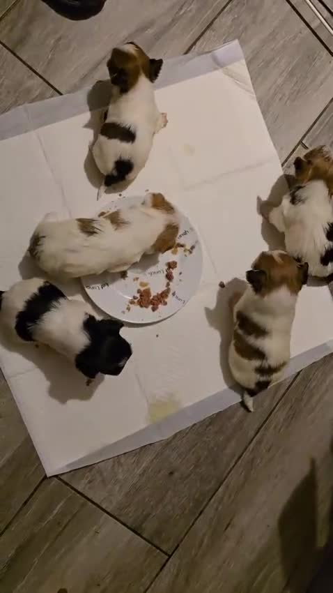 Mixed Breed dogs for sale: 5 Lhasa Apso × Yorkshire Terrier puppies for sale  - Video 5