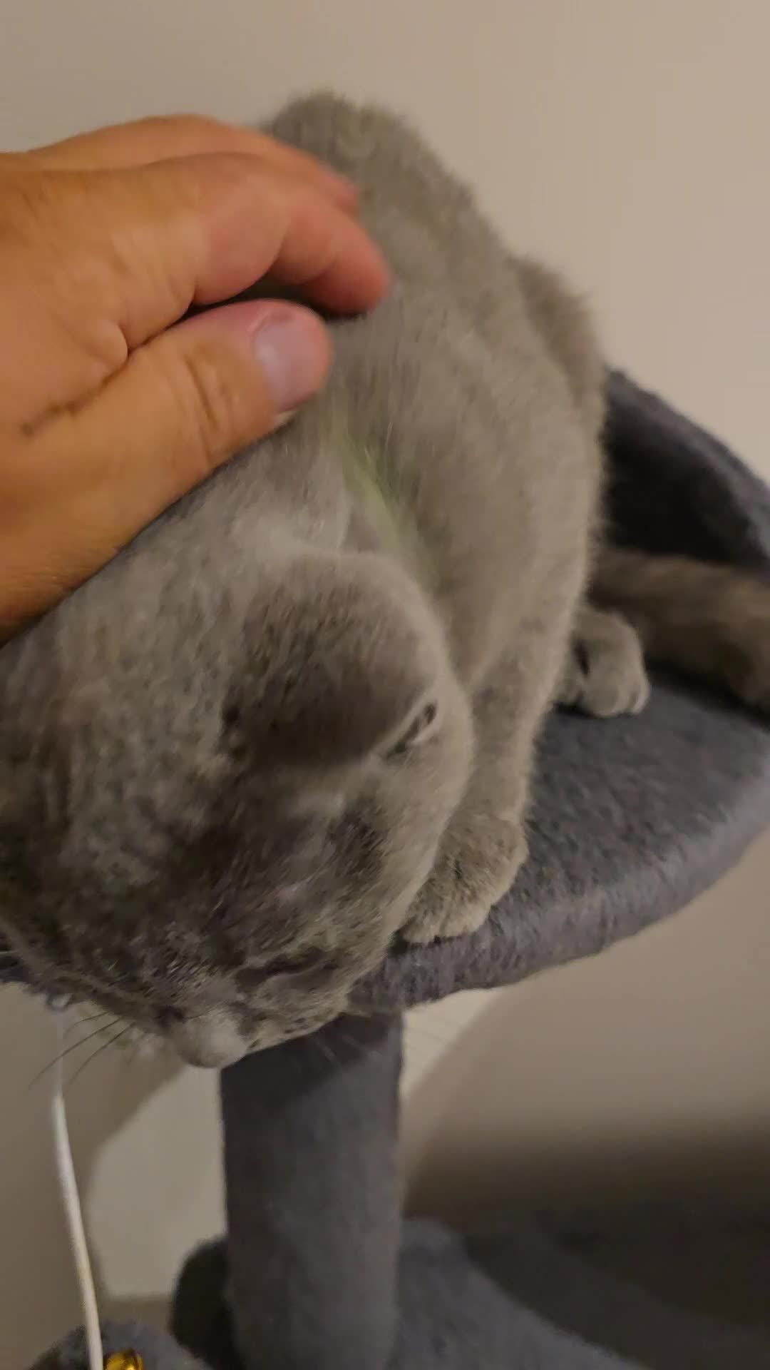British Shorthair cats for sale: British Blue Shorthair - Video 4